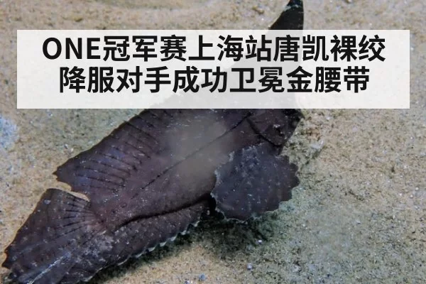 ONE冠军赛上海站唐凯裸绞降服对手成功卫冕金腰带